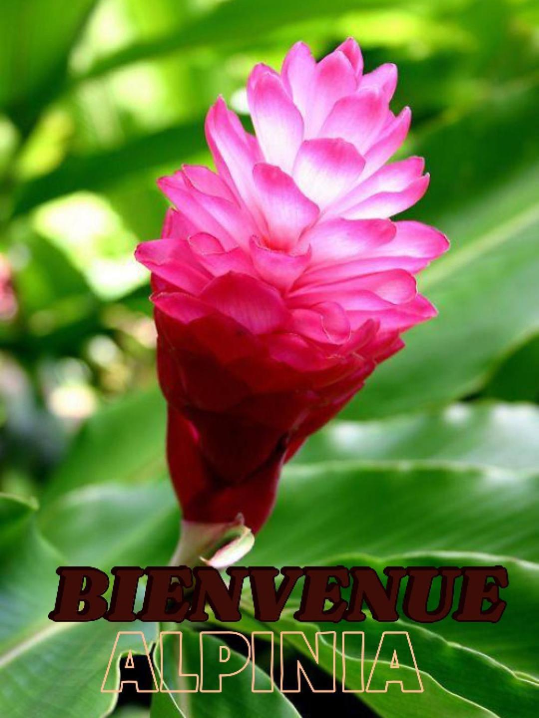 شقة Alpinia سانت آن المظهر الخارجي الصورة
