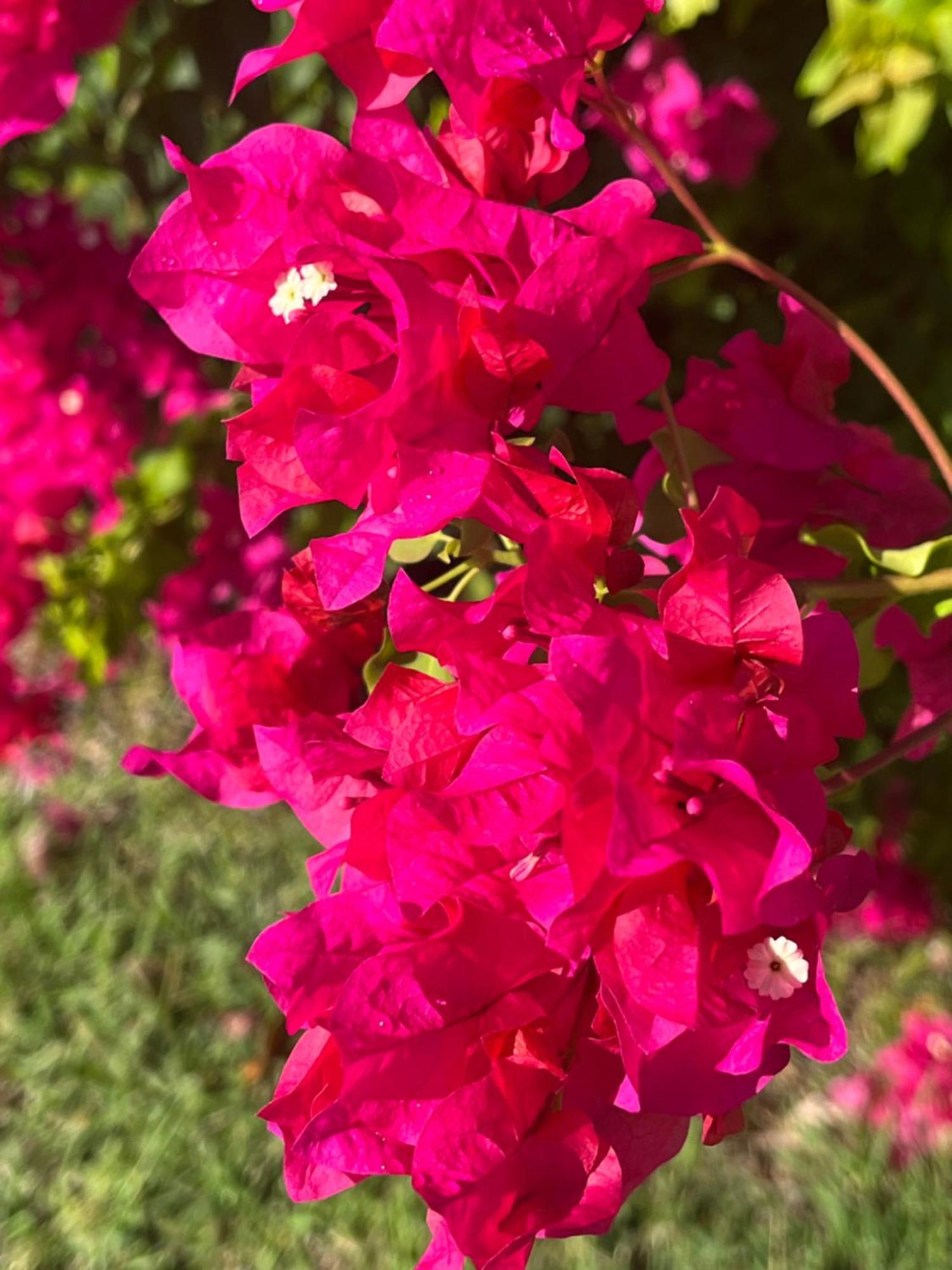 شقة Alpinia سانت آن المظهر الخارجي الصورة